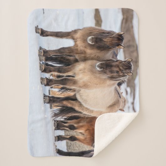 Couverture Sherpa Chevaux islandais en hiver près de Hofn, Islande (Devant)