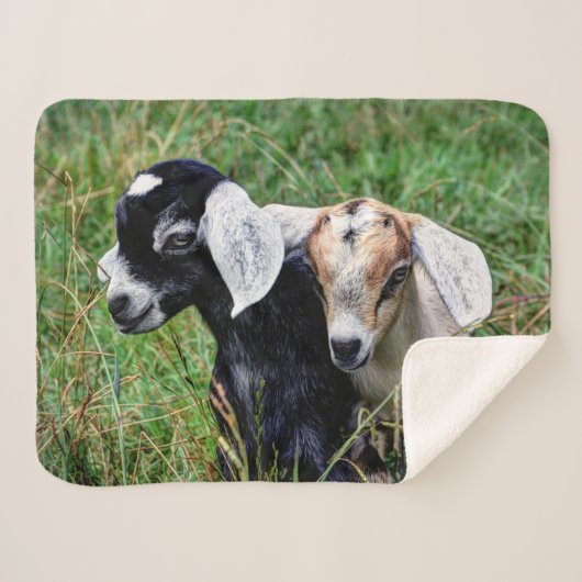 Couverture Sherpa Chèvres de bébé (Devant (Horizontal))