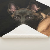 Couverture Sherpa Chien malinois (3/4)