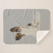 Couverture Sherpa Chien papillon (Devant (Horizontal))