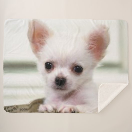 COUVERTURE SHERPA CHIOT DE CHIWAWA (Devant (Horizontal))