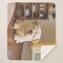Chiots Shar Pei - Douce Sérénité par WangWang