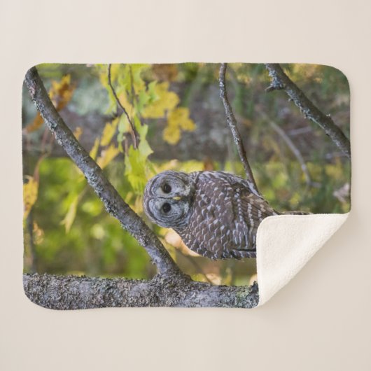 Couverture Sherpa Chouette barrée à l'automne | Alger County, MI (Devant (Horizontal))