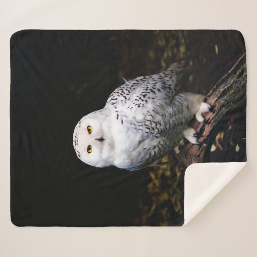 Couverture Sherpa Chouette hivernale majestueuse (Devant (Horizontal))