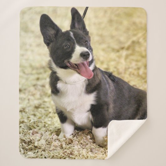 Couverture Sherpa Corgi (Devant)