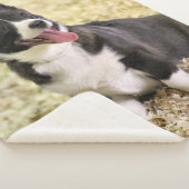 Couverture Sherpa Corgi (3/4)