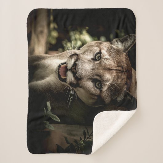 COUVERTURE SHERPA COUGAR (Devant)