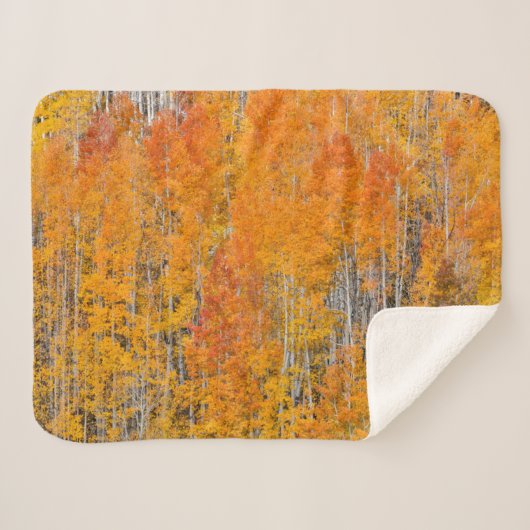 Couverture Sherpa Couleurs d'automne sur Aspen Groves (Devant (Horizontal))