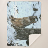 COUVERTURE SHERPA COYOTE DANS LA SAUVAGE (Devant)