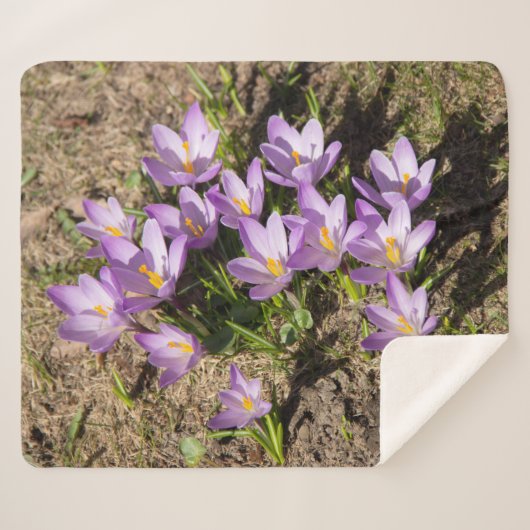 Couverture Sherpa Crocus de printemps mignons (Devant (Horizontal))