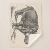 Couverture Sherpa Croquis Brodtmann Rhinoceros (Devant)