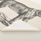 Couverture Sherpa Croquis Brodtmann Tiger (3/4)