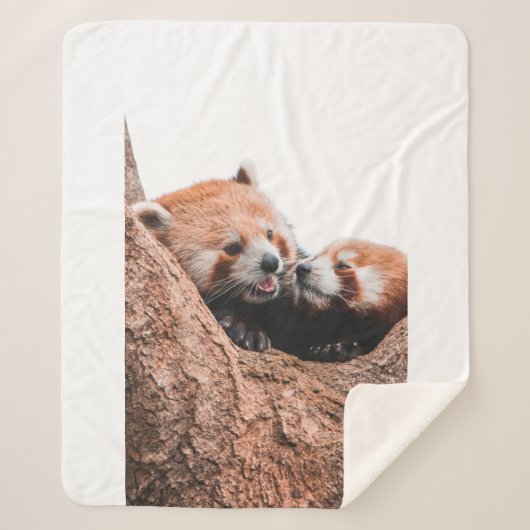 COUVERTURE SHERPA CUTE KOALA BEAR FAMILLE (Devant)