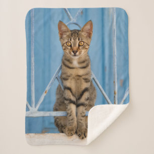Couverture Sherpa Cute Nosy Tabby Chat Kitten assis dans une clôture