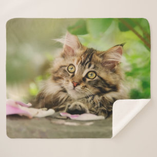 Couverture Sherpa Cute Tabby Maine Coon Chat Kitten Fluffé Tête Phot