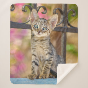 Couverture Sherpa Cute Young Tabby Kitten aux yeux bleus dans un jar