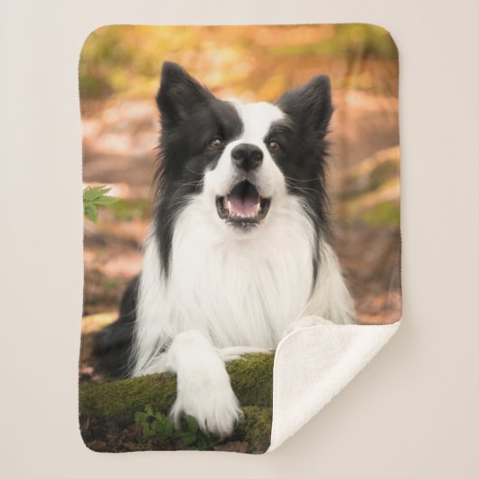 Couverture Sherpa Cutest Baby Animals | Black and White Border Colli (Devant)