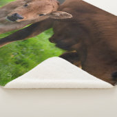 Couverture Sherpa Cutest Baby Animals | Cow & Calf (3/4)