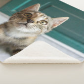 Couverture Sherpa Cutest Baby Animals | Cute Tabby Kitten (3/4)