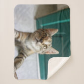 Couverture Sherpa Cutest Baby Animals | Cute Tabby Kitten (Devant)