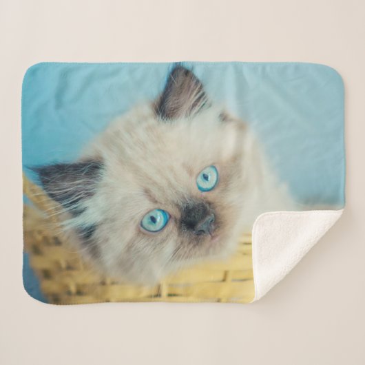 Couverture Sherpa Cutest Baby Animals | Himalayan Seal Point Cat (Devant (Horizontal))