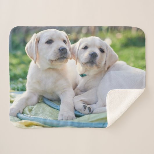 Couverture Sherpa Cutest Baby Animals | Yellow Labrador Retrievers (Devant (Horizontal))