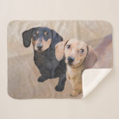 Couverture Sherpa Dachshund (Smooth) Peinture - Art Chien original (Devant (Horizontal))