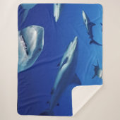 COUVERTURE SHERPA DES REQUINS PARTOUT (Devant)