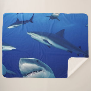 COUVERTURE SHERPA DES REQUINS PARTOUT