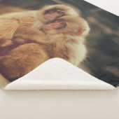 COUVERTURE SHERPA DEUX SINGES (3/4)