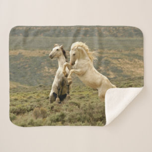 Couverture Sherpa Deux Stallions sauvages combattent