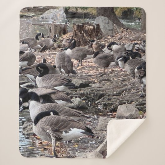 Couverture Sherpa d'oies dans le parc (Devant)