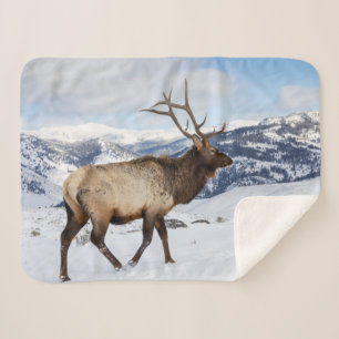 Couverture Sherpa Élan mâle solitaire Parc national de Yellowstone