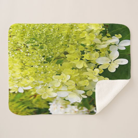 Couverture Sherpa Élégante Chartreuse Vert Limelight Hydrangea (Devant (Horizontal))