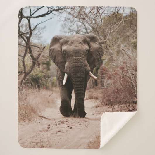COUVERTURE SHERPA ÉLÉPHANT NOIR MARCHANT SUR SABLE BROWN (Devant)