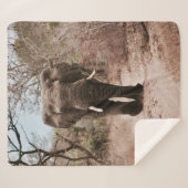 COUVERTURE SHERPA ÉLÉPHANT NOIR MARCHANT SUR SABLE BROWN (Devant (Horizontal))