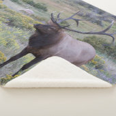 Couverture Sherpa Elk américain | Parc national Rocky, Colorado (3/4)