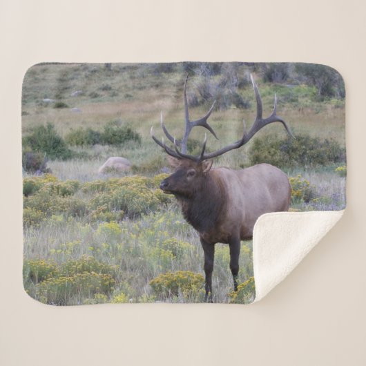 Couverture Sherpa Elk américain | Parc national Rocky, Colorado (Devant (Horizontal))