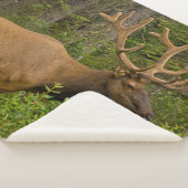 Couverture Sherpa Elk mâle | Parc national Banff, Alberta, Canada (3/4)