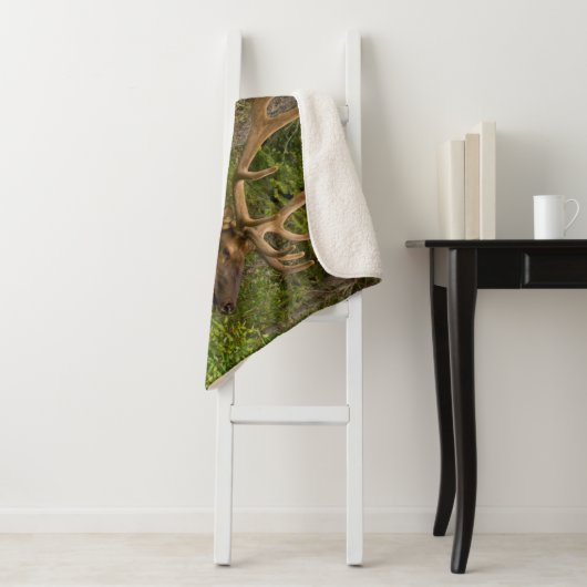 Couverture Sherpa Elk mâle | Parc national Banff, Alberta, Canada (En situation)