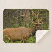 Couverture Sherpa Elk mâle | Parc national Banff, Alberta, Canada (Devant (Horizontal))