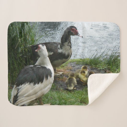 Couverture Sherpa Famille de canard de Muscovy (Devant (Horizontal))