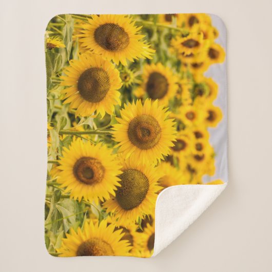 Couverture Sherpa Farms | A Sunflower (Devant)