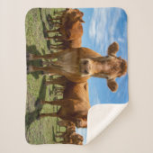 Couverture Sherpa Farms | Brown cow (Devant)