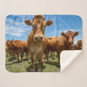 Couverture Sherpa Farms Brown cow