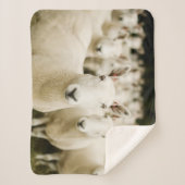 Couverture Sherpa Farms | Herd of Sheep (Devant)