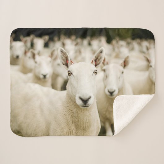 Couverture Sherpa Farms | Herd of Sheep (Devant (Horizontal))