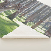 COUVERTURE SHERPA FAWNS (3/4)
