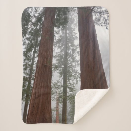 Couverture Sherpa Foggy Matin & Neige Printemps Sous Séquoia Géante (Devant)