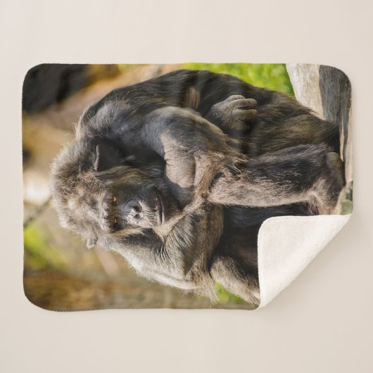 Couverture Sherpa Gorille (Devant (Horizontal))